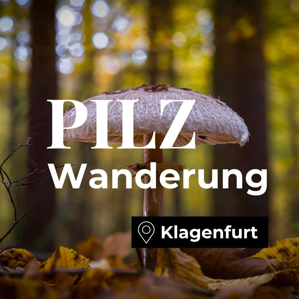 Pilzwanderung Klagenfurt am Wörthersee: Geführtes Pilzseminar für Anfänger