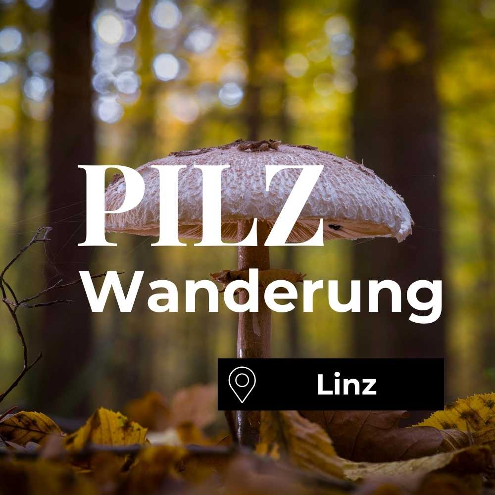 Pilzwanderung Linz: Geführtes Pilzseminar für Anfänger