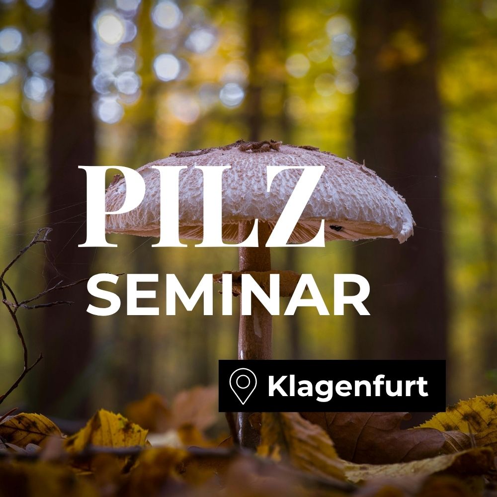 Pilzseminar Klagenfurt am Wörthersee: Pilze erkennen, bestimmen & verstehen