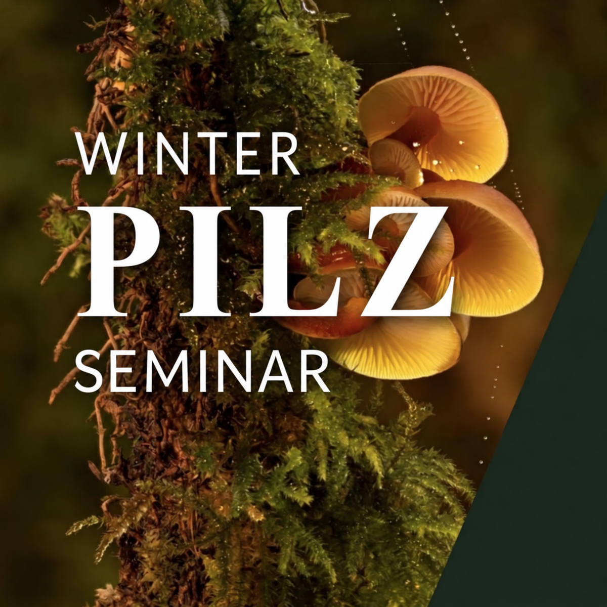 Winterpilzseminar Wien Süd: Pilze erkennen, bestimmen & verstehen