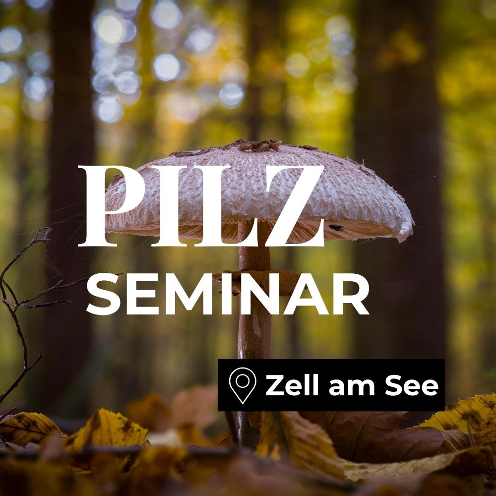 Pilzseminar Zell am See: Pilze erkennen, bestimmen & verstehen